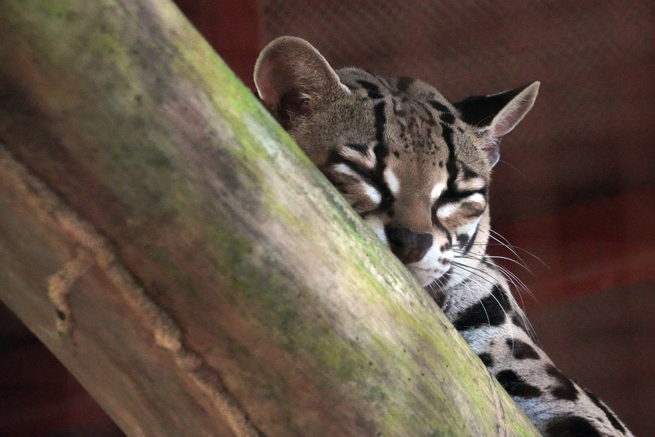 Costa Rica - Février 2025